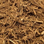 Banisteriopsis Caapi - Cielo Ayahuasca Vine, Shipibo Tribe from Peru