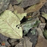 0045-4645 – Ilex guayusa – Ecuador, leaves, whole_D