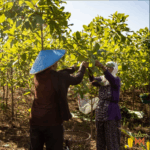 Captura de tela 2025-06-26 112248