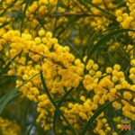 Template_Videos_Produtos_Maya_AcaciaConfusa-Cover