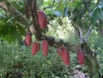 cacao-trees