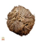 Rose von Jericho (Selaginella Lepidophylla) - Rose von Sharon, getrocknete Pflanze