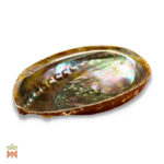 abalone shell